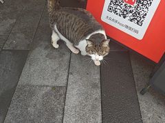 -牟记江湖重庆地标特色菜鱼蛋海鲜无刺鲫鱼(巴南区黑金冠十多年好店)