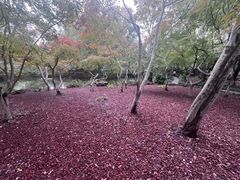 -秋霞圃