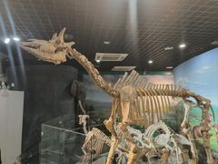 -河南自然博物馆