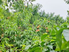 -桃源山庄·水蜜桃采摘·柴火鸡·烧烤团建(龙泉山店)