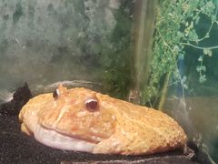 -上海大自然野生昆虫馆(东方明珠·爬宠昆虫探索中心)