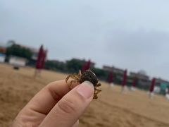 -天津东疆湾沙滩景区