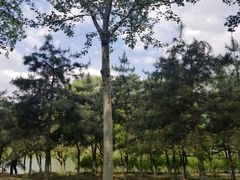 -大兴滨河森林公园