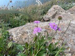 -白草畔自然风景区
