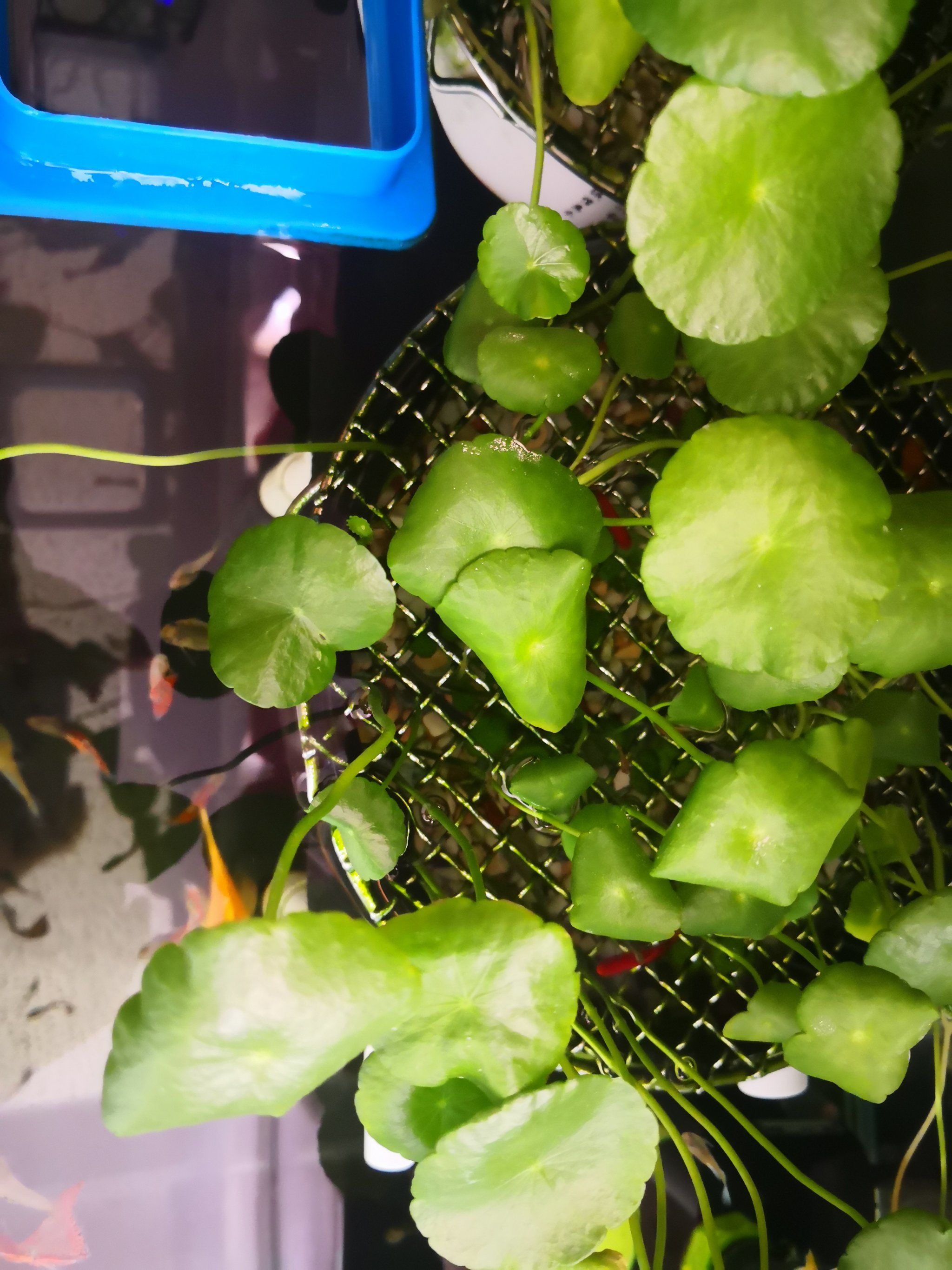 鱼缸里种铜钱草真好,鱼草共生吗?鱼好草好