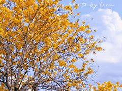 -绿雅居原生态农庄(小涌店)