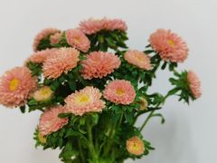 -星叶·东南亚料理(宁波万象汇店)