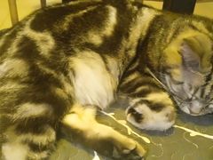 -平行世界·猫咖(首经贸店)