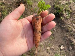 -前小桔亲子创意农场·草莓采摘·露营烧烤