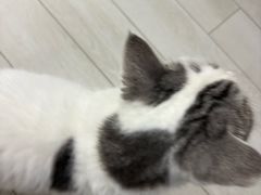 -喵的天空名猫咖啡馆·撸猫·猫舍·用品