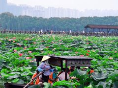 -荷塘月色湿地公园·向阳花洲