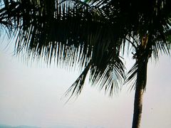 android_upload_pic-椰树岛海滩度假村