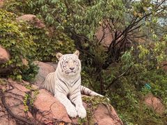 -西霞口神雕山野生动物世界