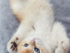 -欣宠猫屋·矮脚拿破仑·蓝金金渐层