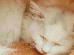 -有猫主题·治愈系猫咖(曾厝垵店)