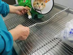 -荔康动物医院(康王北路店)