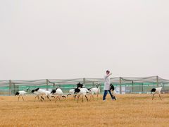 -盐城丹顶鹤湿地生态旅游区