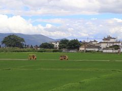 -喜林苑·稻田餐厅(品相府店)