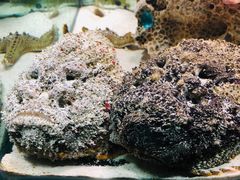 -太平洋海底世界