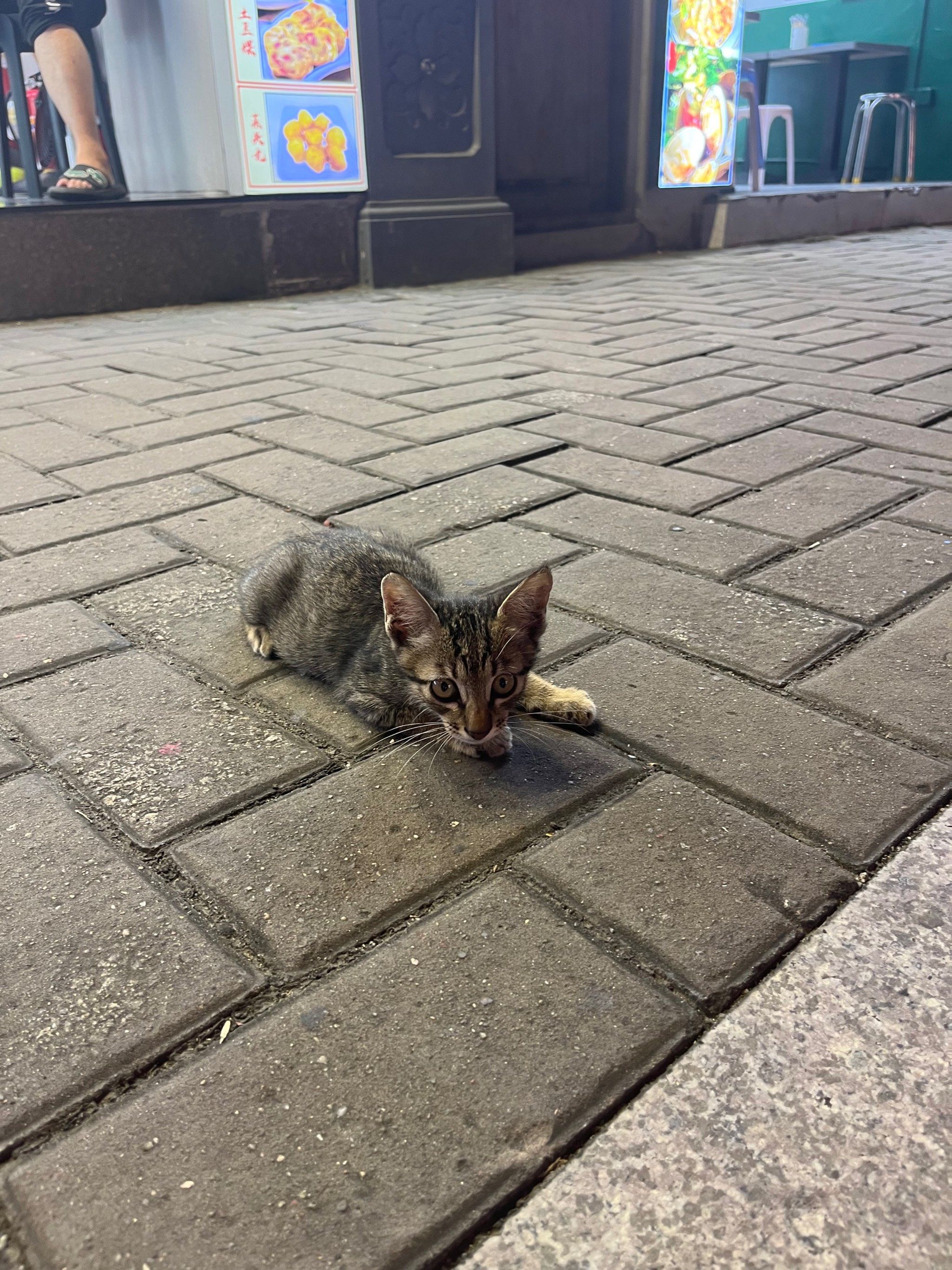 路边遇到的小猫咪好乖呀