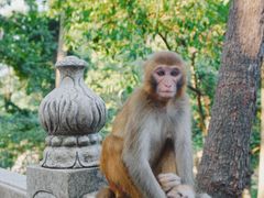 -黔灵山公园
