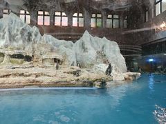 -帝企鹅自助餐厅•儿童岛•真企鹅(长隆企鹅酒店)