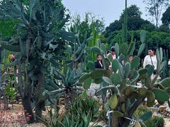 -东莞植物园
