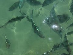 -东姑阿都拉曼海洋公园