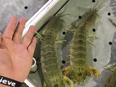 -大湾区中央湿地公园-十九涌