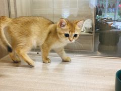 -飞行喵MR PILOT|猫舍·猫咖(静安大融城店)