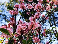 -梧桐山风景名胜区