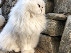 -喵屿·大理花园猫咖