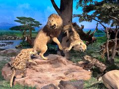 -国家自然博物馆