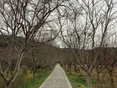 -香雪海