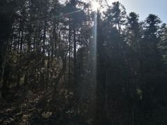 -武陵山森林公园