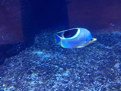 -OPEN開全日自助餐厅·西餐·海鲜(佛山希尔顿酒店)