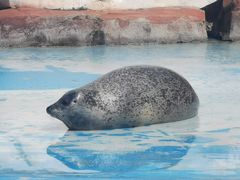 -上海海昌海洋公园