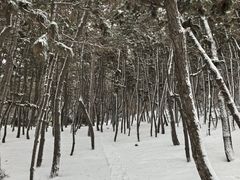 -林海公园