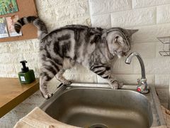 -平行世界·猫咖(首经贸店)