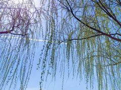 -西青郊野公园