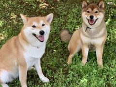 -柴务处·柴犬主题狗咖