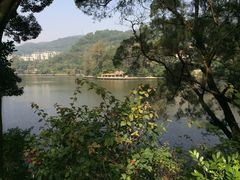 -银湖山郊野公园-相思林