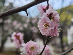 -司徒庙