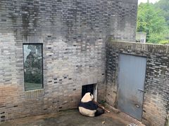 -都江堰中华大熊猫苑