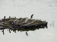 -华侨城湿地公园