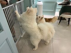 -安格丽娜·狗咖·猫咖羊驼咖(春熙路百盛商场店)