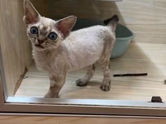 -十年猫舍·猫咪专门店(普陀店)