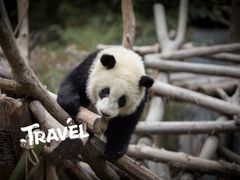 -成都大熊猫繁育研究基地