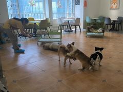 -Let's go狗咖·猫咖·奶狗·桌游(春熙路IFS店)