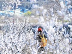 -北京凤凰岭
